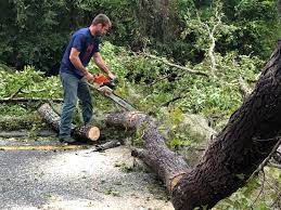 Best Tree Cabling and Bracing  in Paola, KS