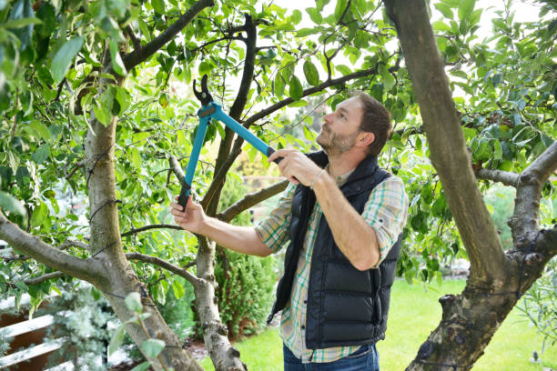 Best Tree and Shrub Care  in Paola, KS